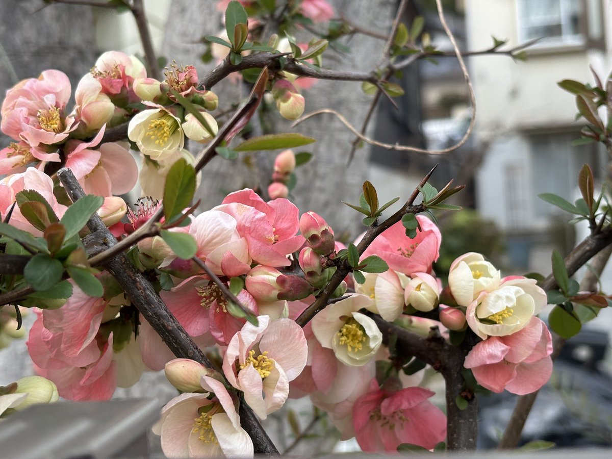 清水のぶ子 tweet media