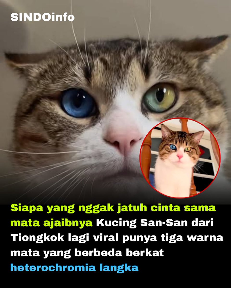 sindoinfo's tweet photo. Siapa yang nggak jatuh cinta sama mata ajaibnya Kucing San-San dari Tiongkok lagi viral punya tiga warna mata yang berbeda berkat heterochromia langka

Kucing bernama San-San dari Tiongkok telah menjadi sensasi internet baru-baru ini, terutama sejak Februari 2026. Keunikan utamanya terletak pada kondisi heterochromia langka yang membuat matanya memiliki tiga warna berbeda satu mata berwarna biru polos, sementara mata lainnya terbelah menjadi hijau dan amber/kuning keemasan. Fenomena ini disebabkan oleh distribusi pigmen melanin yang tidak merata pada iris, yang merupakan variasi genetik ekstrem dan jarang ditemui pada kucing.

Heterochromia pada kucing biasanya hanya melibatkan dua warna berbeda (seperti biru dan kuning), tetapi kasus San-San lebih spesial karena menggabungkan complete heterochromia di satu mata dan sectoral heterochromia (pembagian warna di iris yang sama) di mata lainnya. Kondisi ini tidak memengaruhi penglihatan atau kesehatan San-San sama sekali, dan para dokter hewan menyatakan bahwa hal ini sangat tidak biasa, bahkan di antara kucing yang sudah memiliki mata beda warna.

Popularitas San-San meledak di berbagai platform seperti Instagram, X (Twitter), Douyin (TikTok China), dan Reddit, dengan jutaan views dan ribuan likes. Banyak netizen menyebutnya sebagai "kucing chameleon" atau "mata RGB" karena tampilan mata yang memukau, sementara video close-up dan foto-fotonya langsung viral dalam waktu singkat.

Secara keseluruhan, San-San membuktikan betapa fitur genetik langka bisa mengubah seekor kucing biasa menjadi superstar internet. Bulunya berpola tabby/oranye biasa, tapi matanya yang "ajaib" itulah yang membuatnya begitu dicintai dan dibicarakan banyak orang.