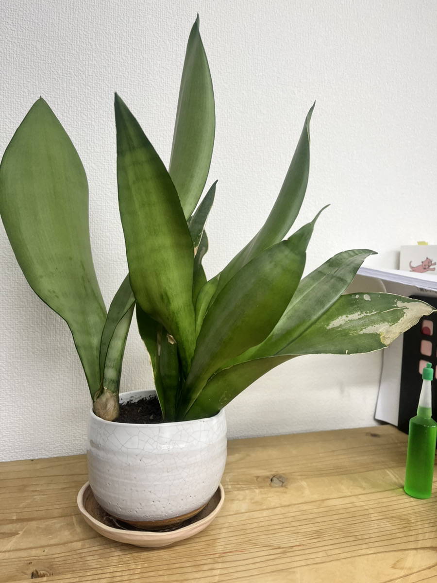 tryze_odori's tweet photo. 事業所の観葉植物が、いつの間にかこんなに大きく！🌱✨今日は新しい鉢を買ってきて、お引っ越しをしました。
「大きくなったね〜」と声をかけながらの作業は、まるでお祝い事のよう。 新しい環境でさらにのびのび育ってね！
植物も人も、環境が変わるとグッと輝きますね😊
#就労移行支援#トライズ大通 https://t.co/006nNeIUrA