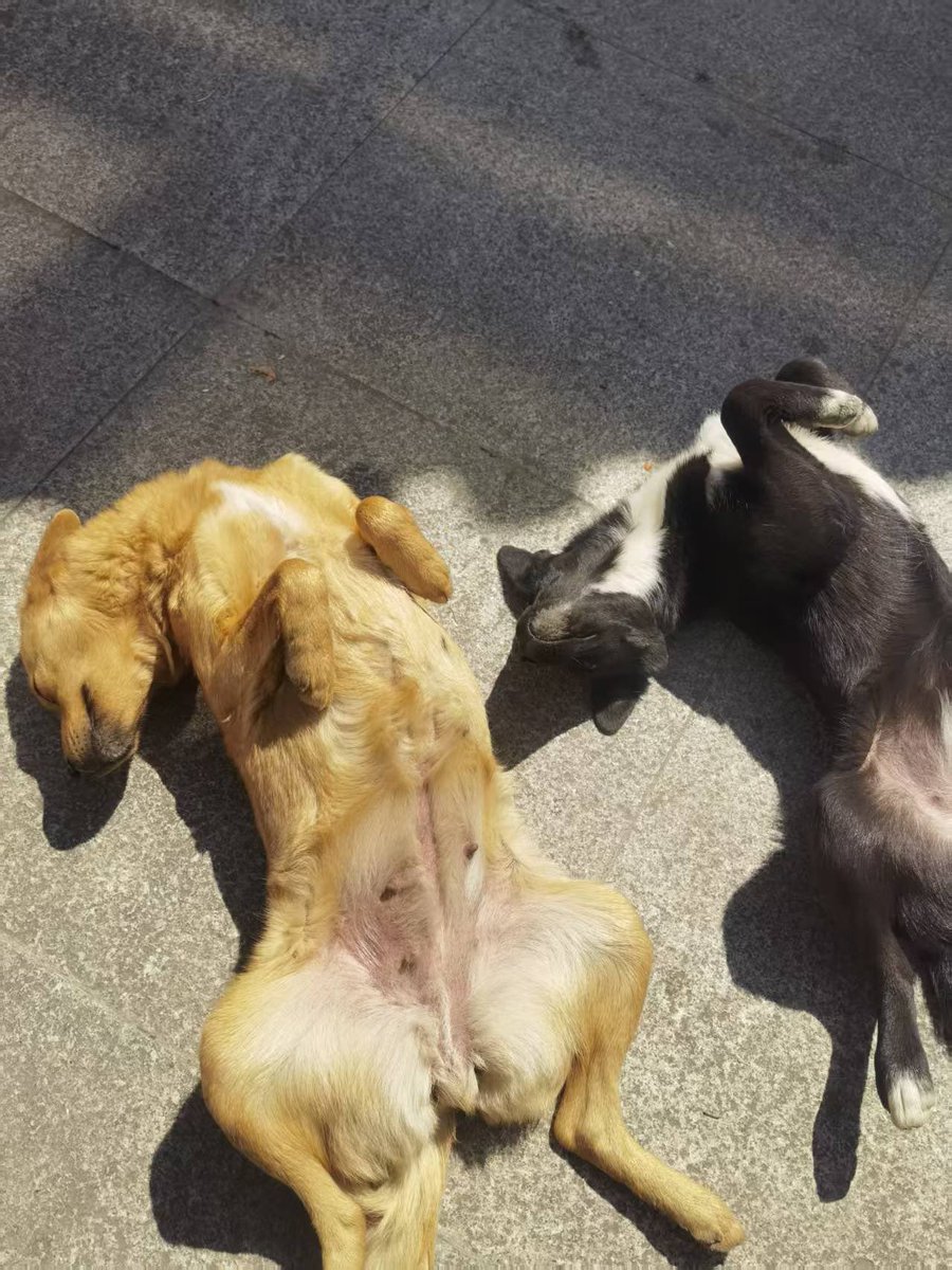 KOBEniu24's tweet photo. Two adorable little puppies begging for pets! (The yellow dog is the black dog’s mom)😍🐶 https://t.co/6C8eAjdu6C
