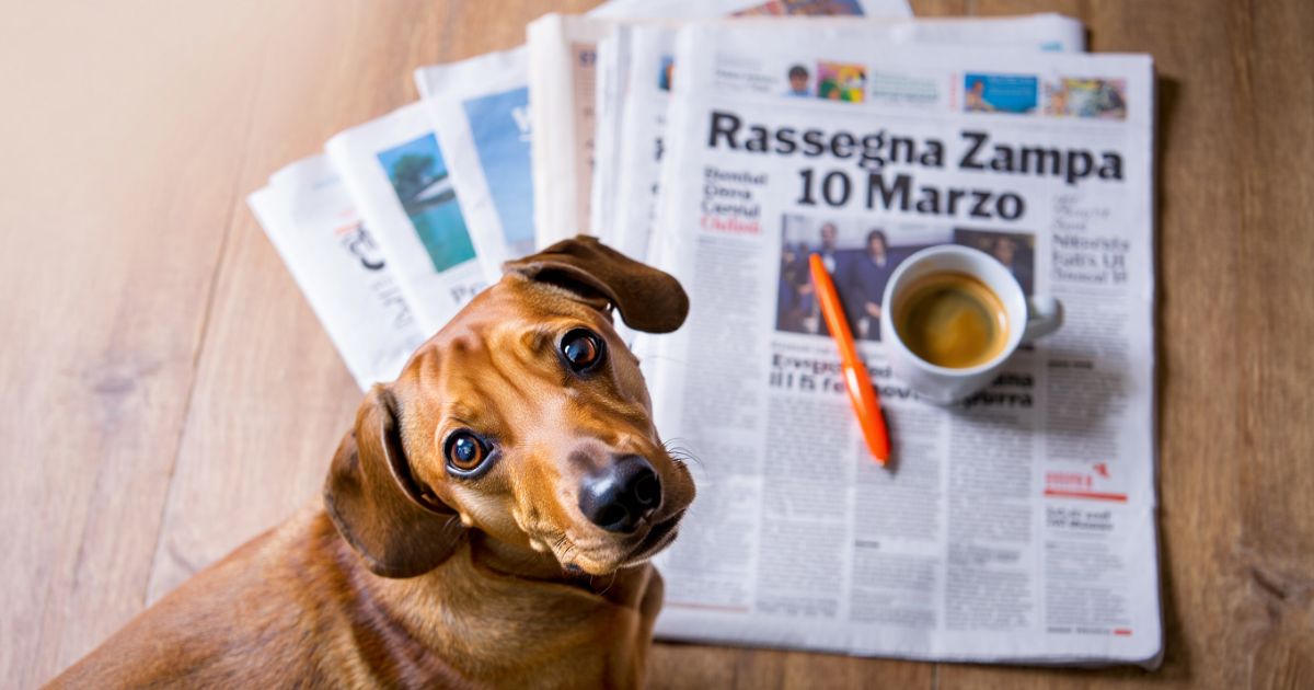 Dogsportal_it's tweet photo. 400 cani venduti con pedigree falsi. Tre veterinari indagati. 230mila euro. Cinque anni. L'allevamento lager di Chivasso non era un'eccezione: era un mercato che funzionava perché qualcuno comprava senza fare domande.  
https://t.co/bDShUPrxz4
#RassegnaZampa https://t.co/zK5rVA6iH9