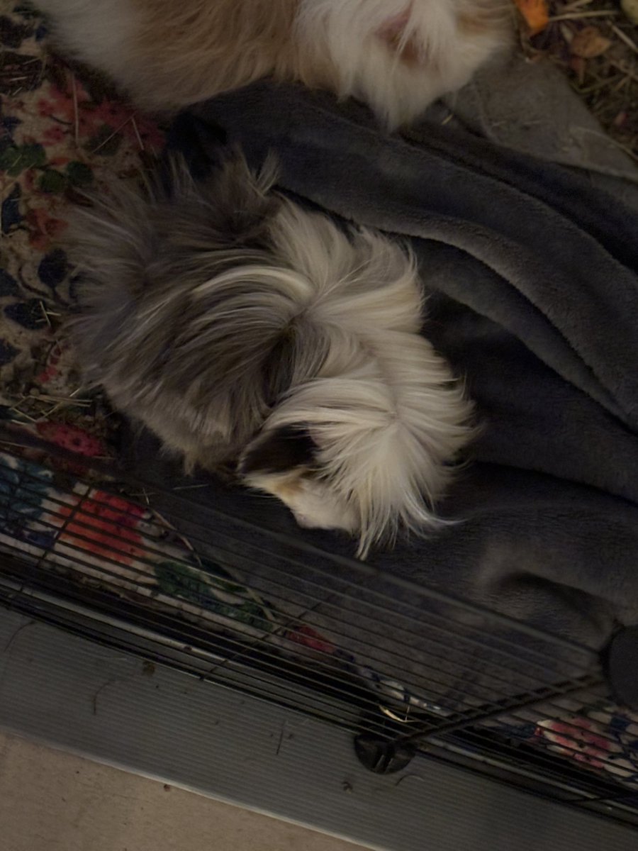 La Maison Des Chons 💪🦀 tweet media