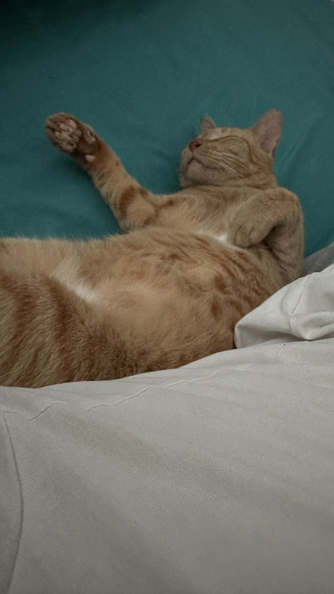 timenkk's tweet photo. @natasxya @mrningstar__ Gembrot oyen https://t.co/88o83jKQ06
