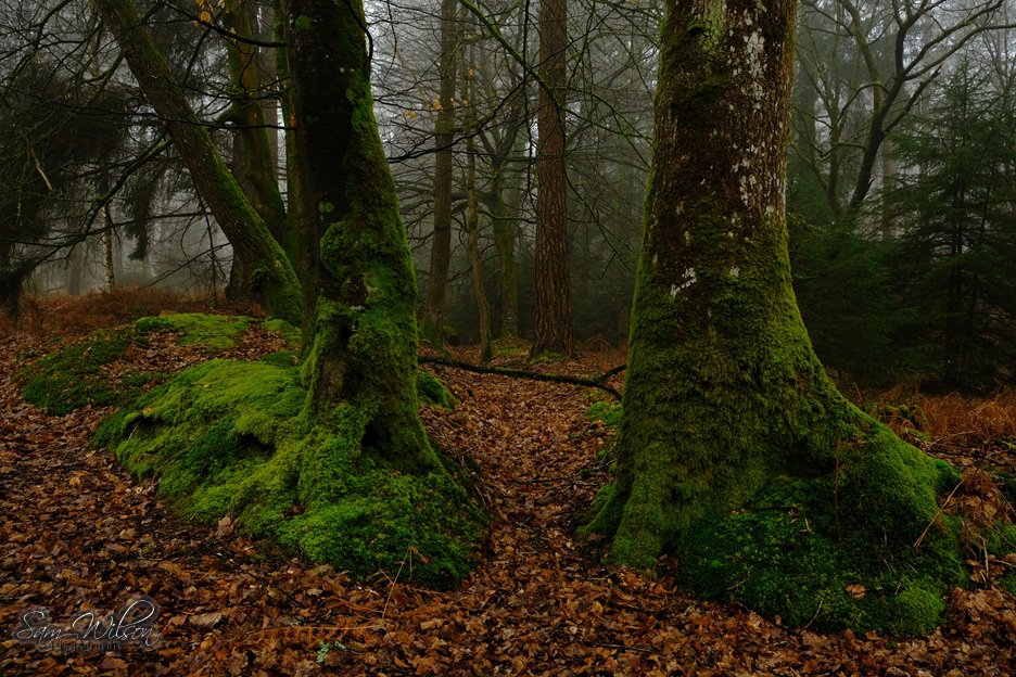 SamWlandscapes's tweet image. #thicktrunktuesday 💚💚 #treelove #NewForest