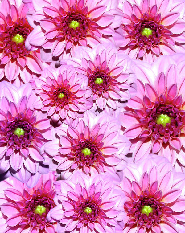 HurmerintaArt's tweet image. Pink Dahlia Flower Collage.
Beautiful on wall art, cards, bags and pillows.
#dahlia #flowerart  

johanna-hurmerinta.pixels.com/featured/pink-…