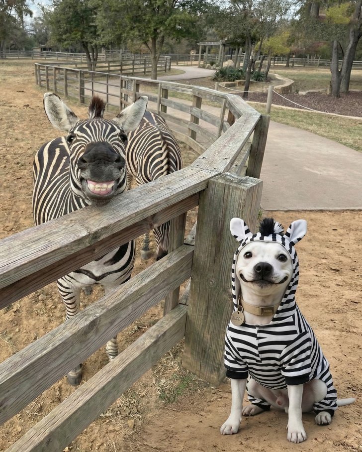 AcervoCharts's tweet photo. Doguinho que ama roupinhas de animais viraliza ao conhecer girafa e zebra de verdade. https://t.co/tlpSjTJ3Av