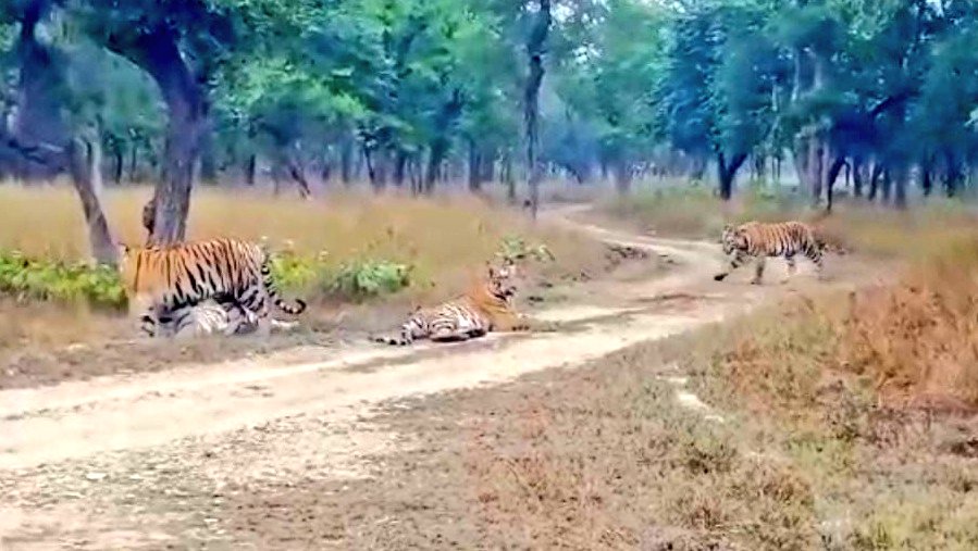 gristvikash's tweet photo. Bandhavgarh ; Land of Tigers...
@BandhavgarhTig1 
@minforestmp 
@moefcc 
@ntca_india https://t.co/2keWURN9lG