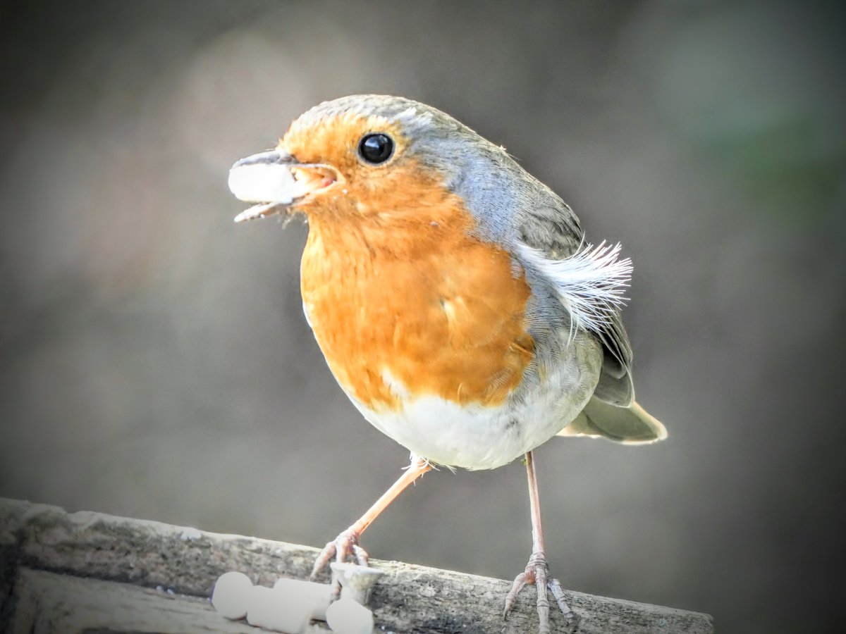 tismenic70's tweet image. Happy Tuesday ☺️ 
#photograph #robin