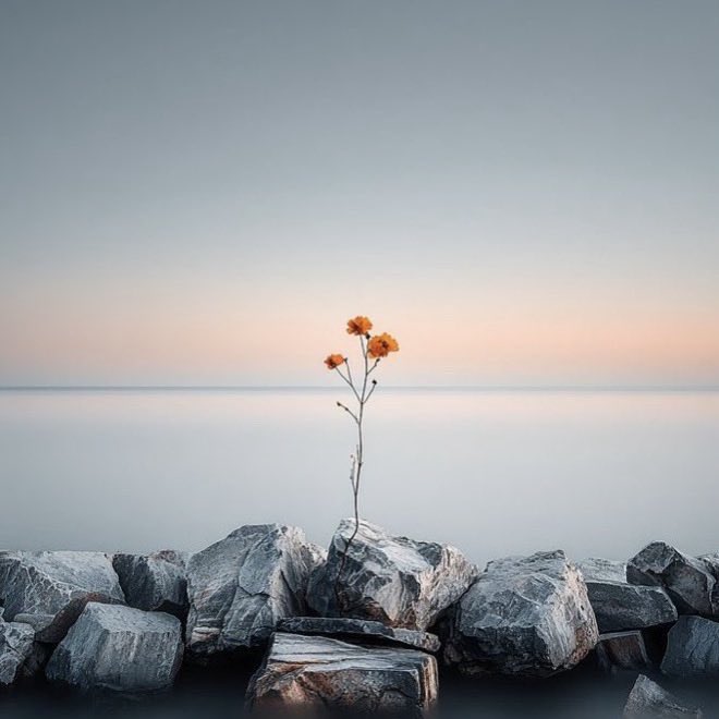 Rose🌸 tweet media