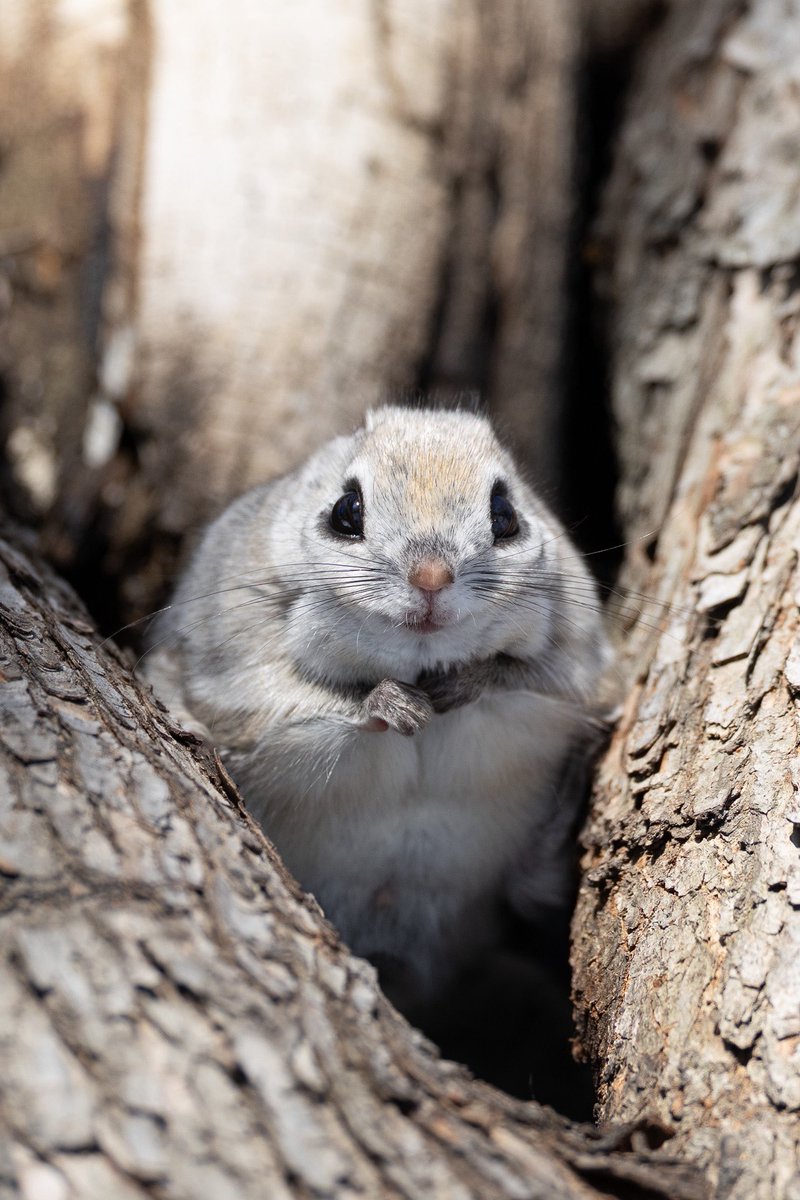 らうと tweet media