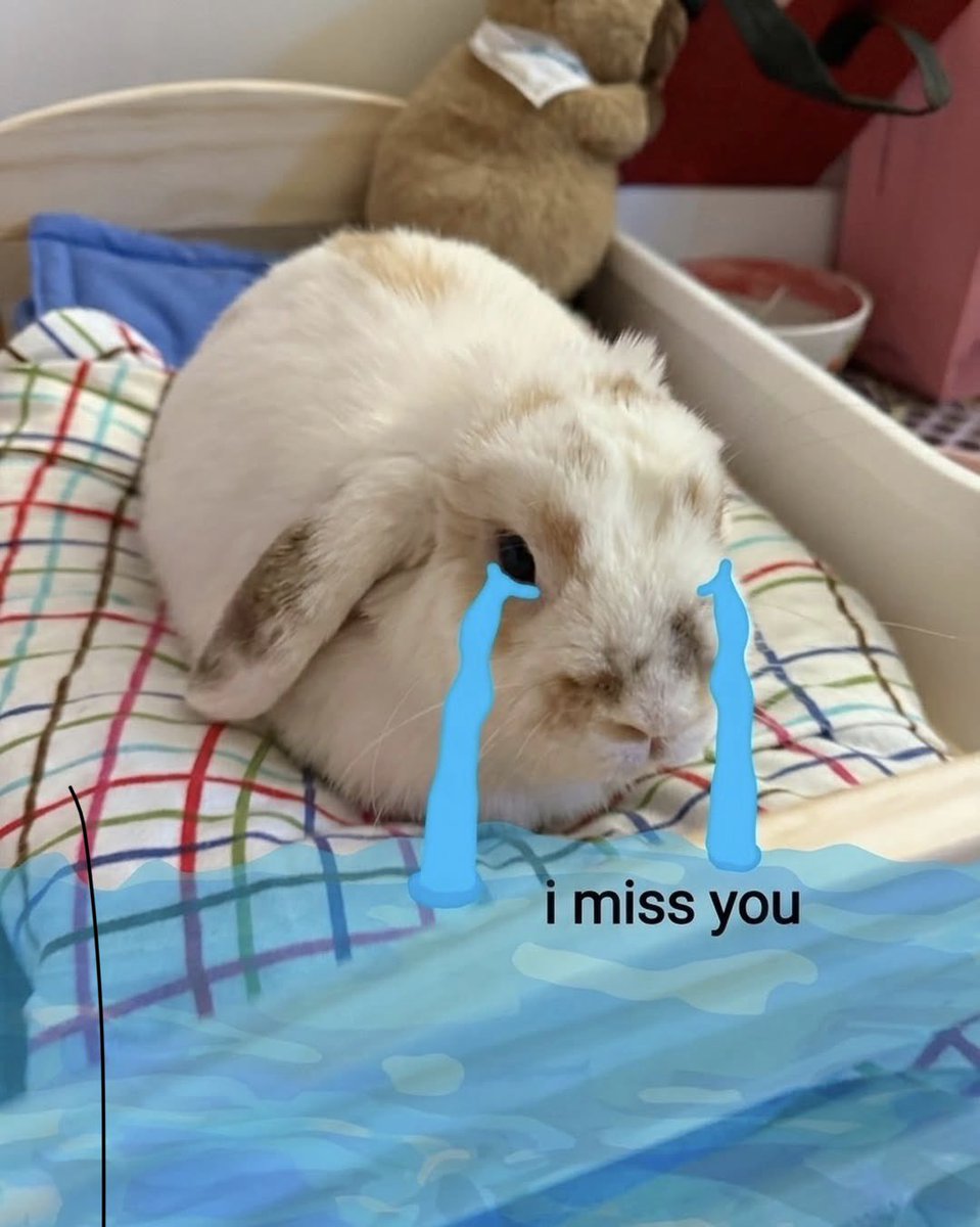 Why you should have a rabbit tweet media