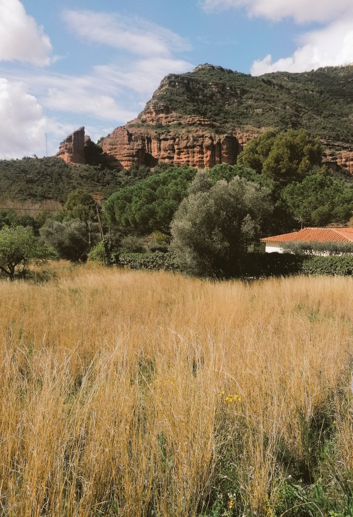 joseveyn's tweet photo. Es tiempo de espárragos en el monte, que no se note nuestro posa por los lugares.. Pequeña càpsula de la sabiduria. עם ישראל חי הביתה רבי עקיבא בין ישראל https://t.co/JCDqlkmk80