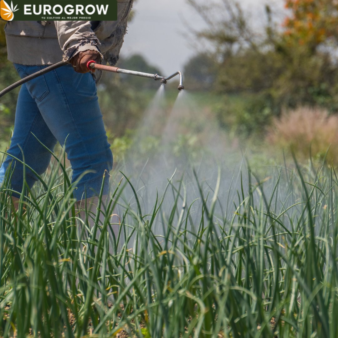 🌿✂️ Cosecha y secado: la fase que define la calidad.

En el cultivo de interior, el resultado final depende en gran parte de cómo se gestione este proceso. En Eurogrow sabemos que es tan importante como la iluminación o la nutrición.

#eurogrow #growshop #cultivointerior