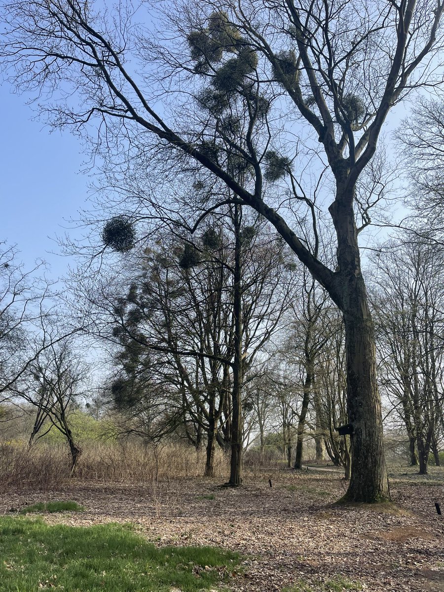 Bos🦋achter J🌼sé tweet media