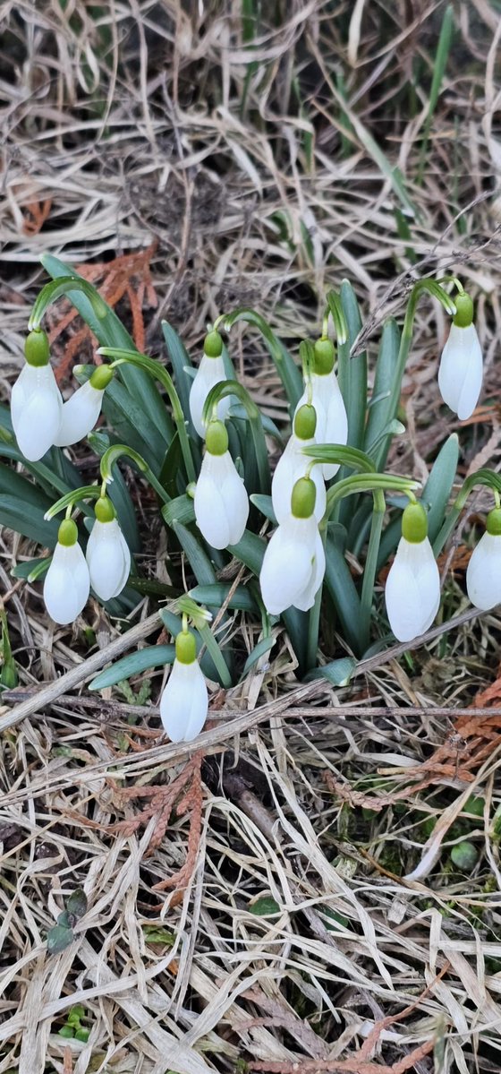 AleTypiara tweet media