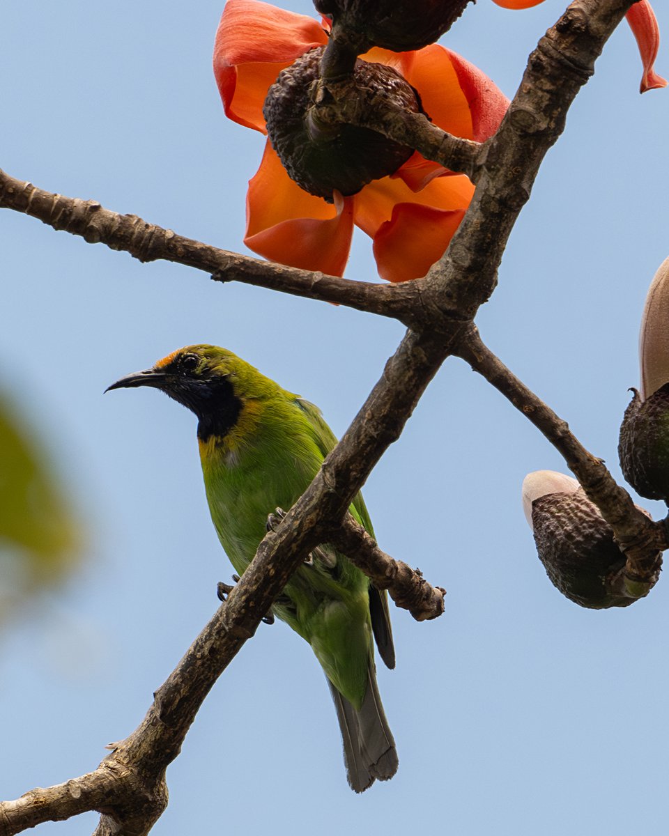 F0urrivers's tweet photo. #goldenfrontedleafbird
#chloropsisaurifrons
#金額葉鵯
#キビタイコノハドリ https://t.co/alksxRwBsN