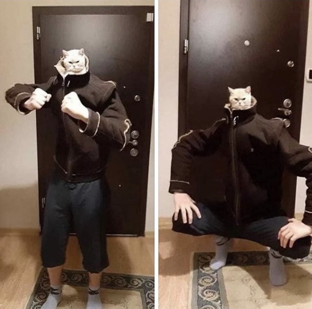 No Cats No Life tweet media