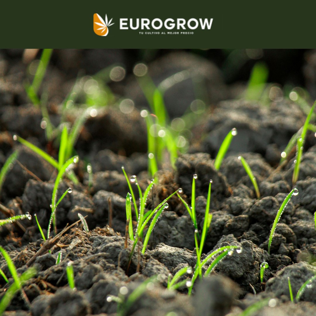 🧴 Fertilizantes y aditivos según la fase del cultivo:

🌱 Crecimiento: nitrógeno
🌸 Floración: fósforo y potasio
💧 Aditivos: vitaminas y correctores de pH

En Eurogrow encontrarás productos para cada etapa y un desarrollo óptimo del cultivo.

#eurogrow #growshop #cultivo