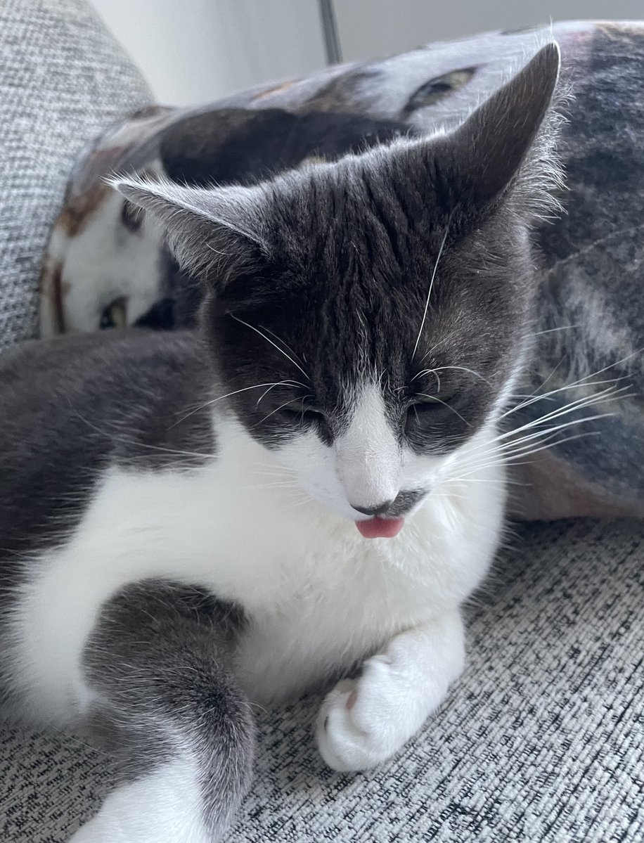 Sox, Daisy 🌈 Luna and Teddy💙 tweet media