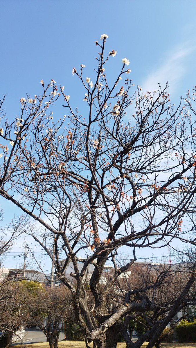 FS藤沢（藤沢イングレス企画研究会） tweet media