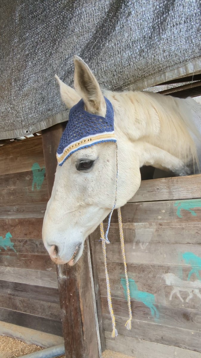 あしげのロン -馬についてお勉強- tweet media