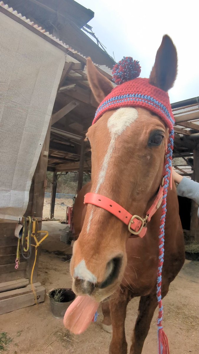 あしげのロン -馬についてお勉強- tweet media