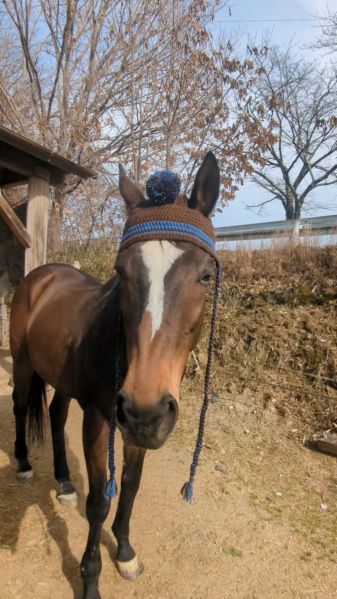 あしげのロン -馬についてお勉強- tweet media