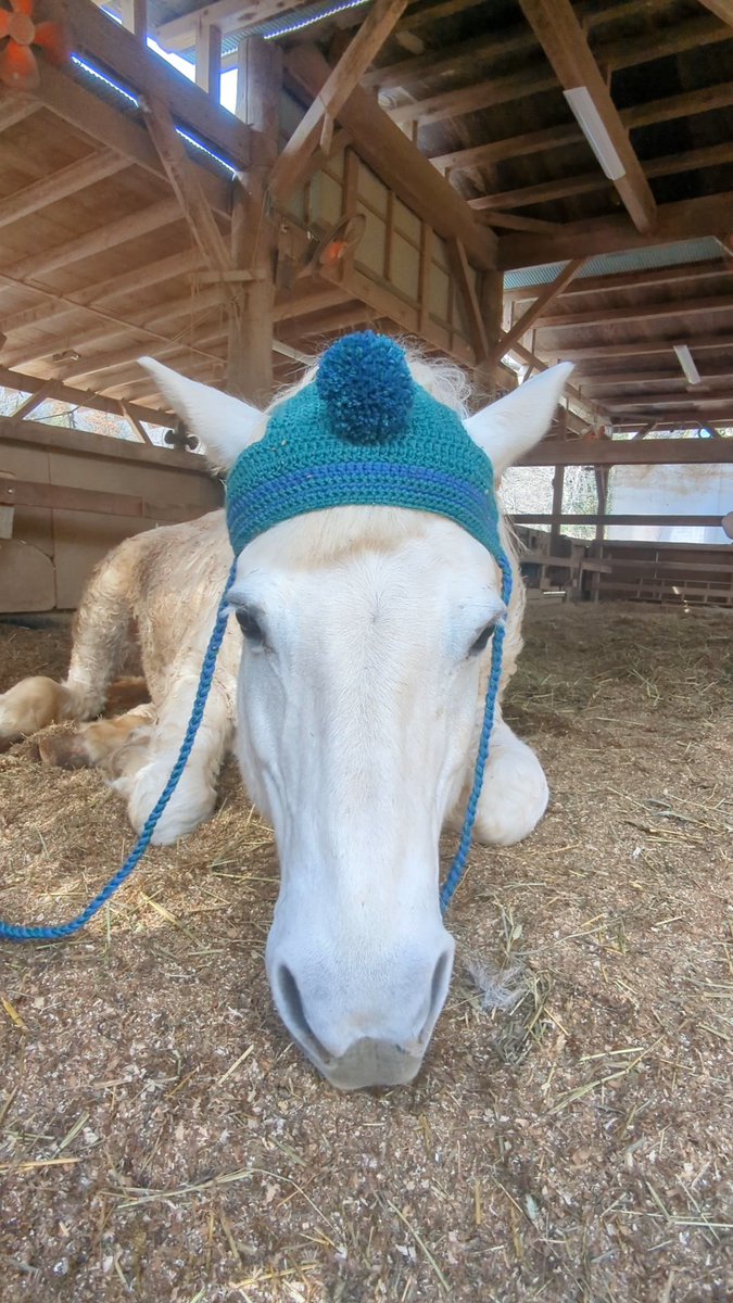 あしげのロン -馬についてお勉強- tweet media