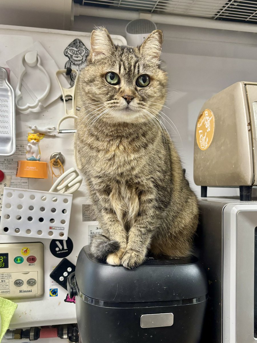 熱海 Muddy Cat tweet media