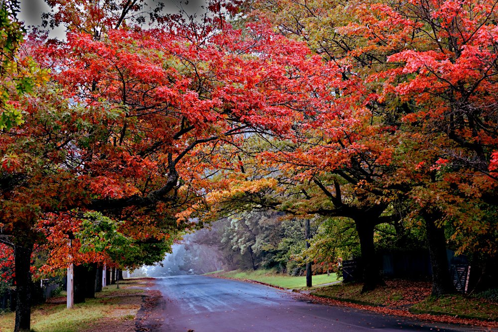 BlackheathWx's tweet image. #autumn 

When will Blackheath see the beautiful autumn colours? It does vary a bit each autumn but typically April and May is the best time for colour. We need a little less rain and some cooler, clear nights, for the best colour. 

Here's some previous autumn colour for you.