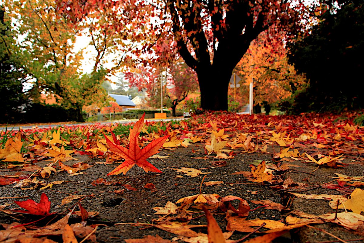 BlackheathWx's tweet image. #autumn 

When will Blackheath see the beautiful autumn colours? It does vary a bit each autumn but typically April and May is the best time for colour. We need a little less rain and some cooler, clear nights, for the best colour. 

Here's some previous autumn colour for you.