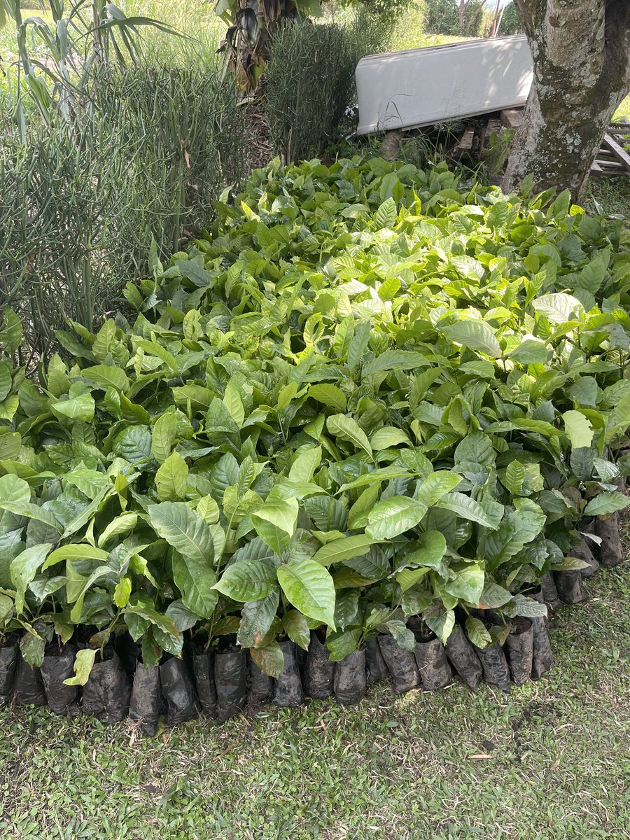 Mwanyi Terimba Limited tweet media