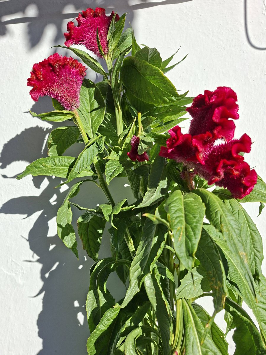 alentejo_1970's tweet image. #details 📸