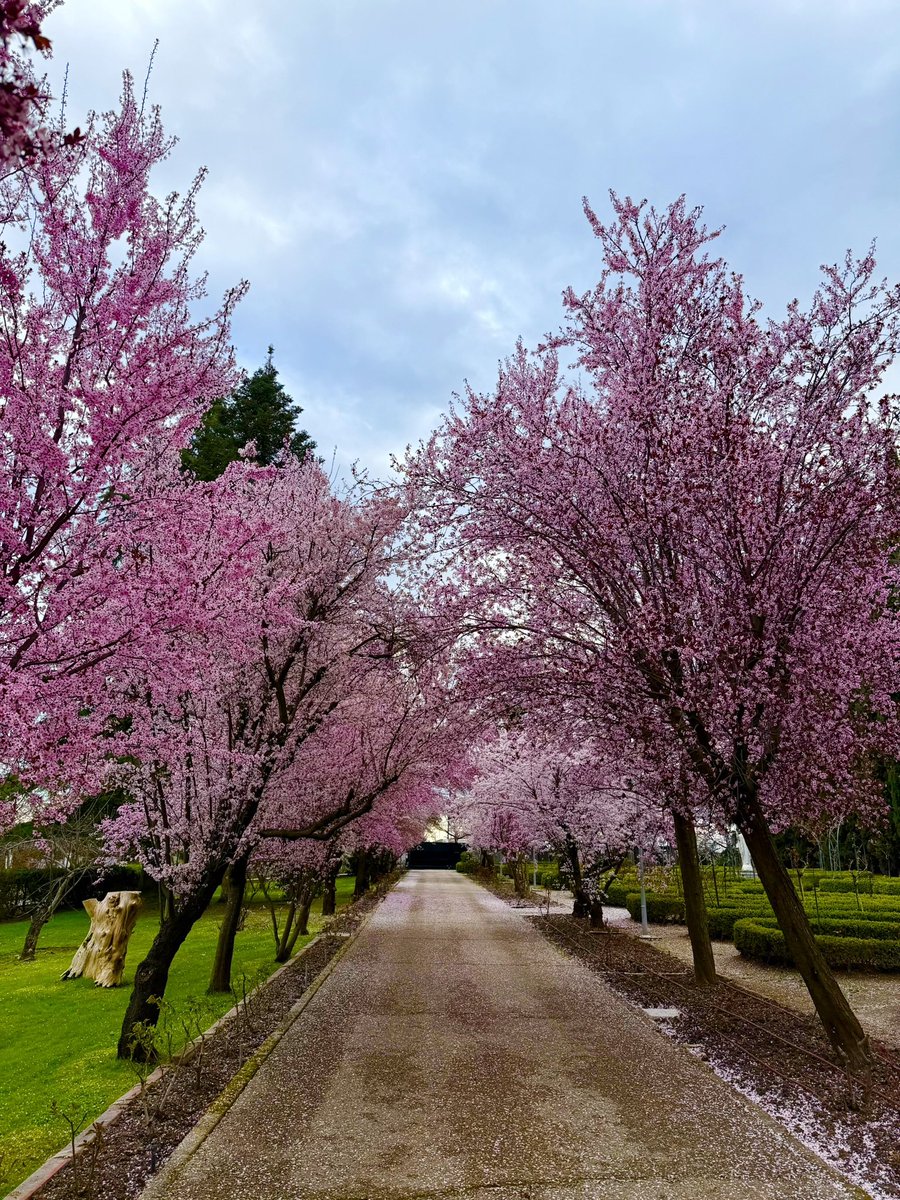 Elisa Menéndez-Pidal tweet media