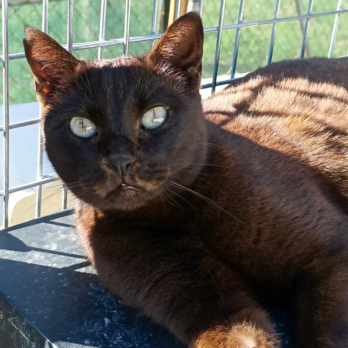 DayaCervello's tweet photo. Esta preciosidad es Damián, uno de nuestros gatos positivos en leucemia. Es cariñoso y guapetón 😻
Se merece una segunda oportunidad, amor y un hogar digno donde ser feliz, como todos sus compis.
Ayúdanos a encontrar una familia para él 🙏RT! 
👉Contacto: 636 79 40 13 https://t.co/ihAQXaraG5