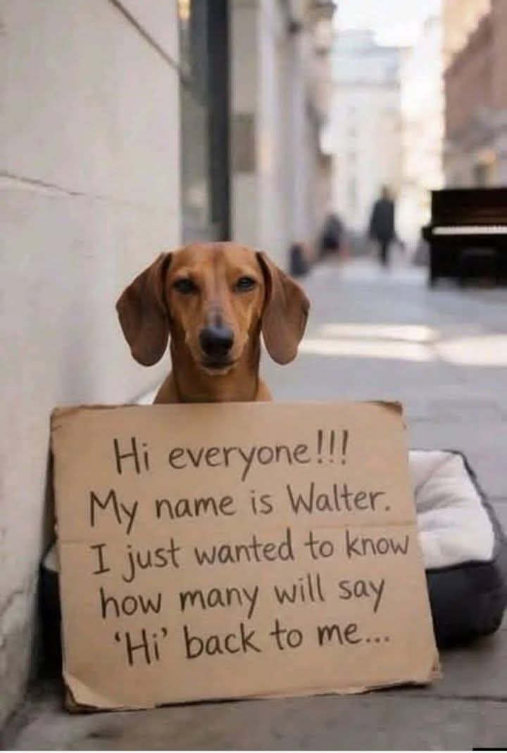 Popularpuppies © (@popularpuppies3) on Twitter photo 