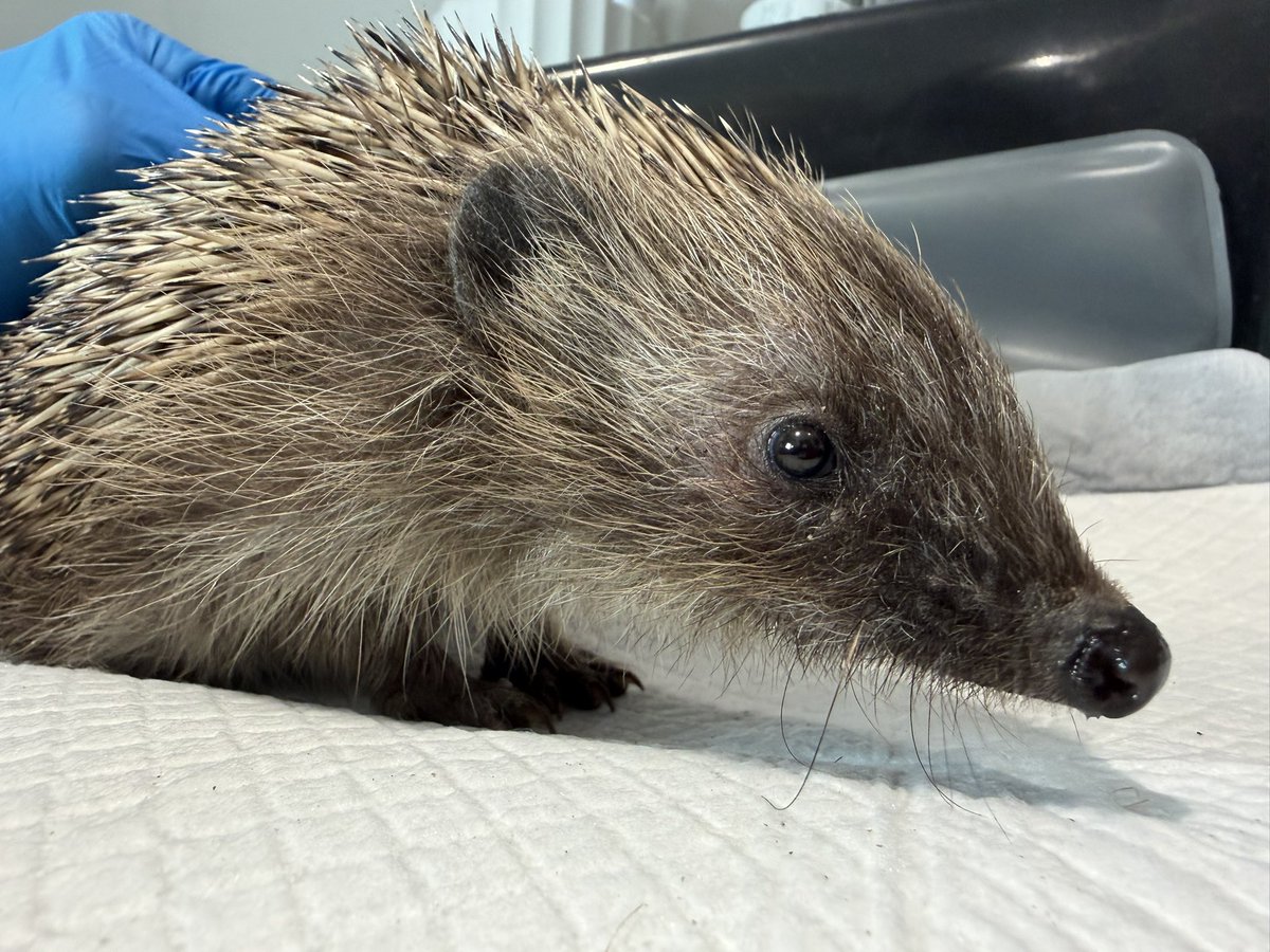 pricklelodge's tweet photo. This precious boy is Olly, I suspect he’s struggled through the winter &amp; forced to eat slugs as no natural food around. He’s emaciated, weak &amp; full of lungworm. I’ve been worried for this poor boy. PLEASE HELP, providing food&amp;water will help to save many precious lives #hedgehog https://t.co/s5o2M02UdP