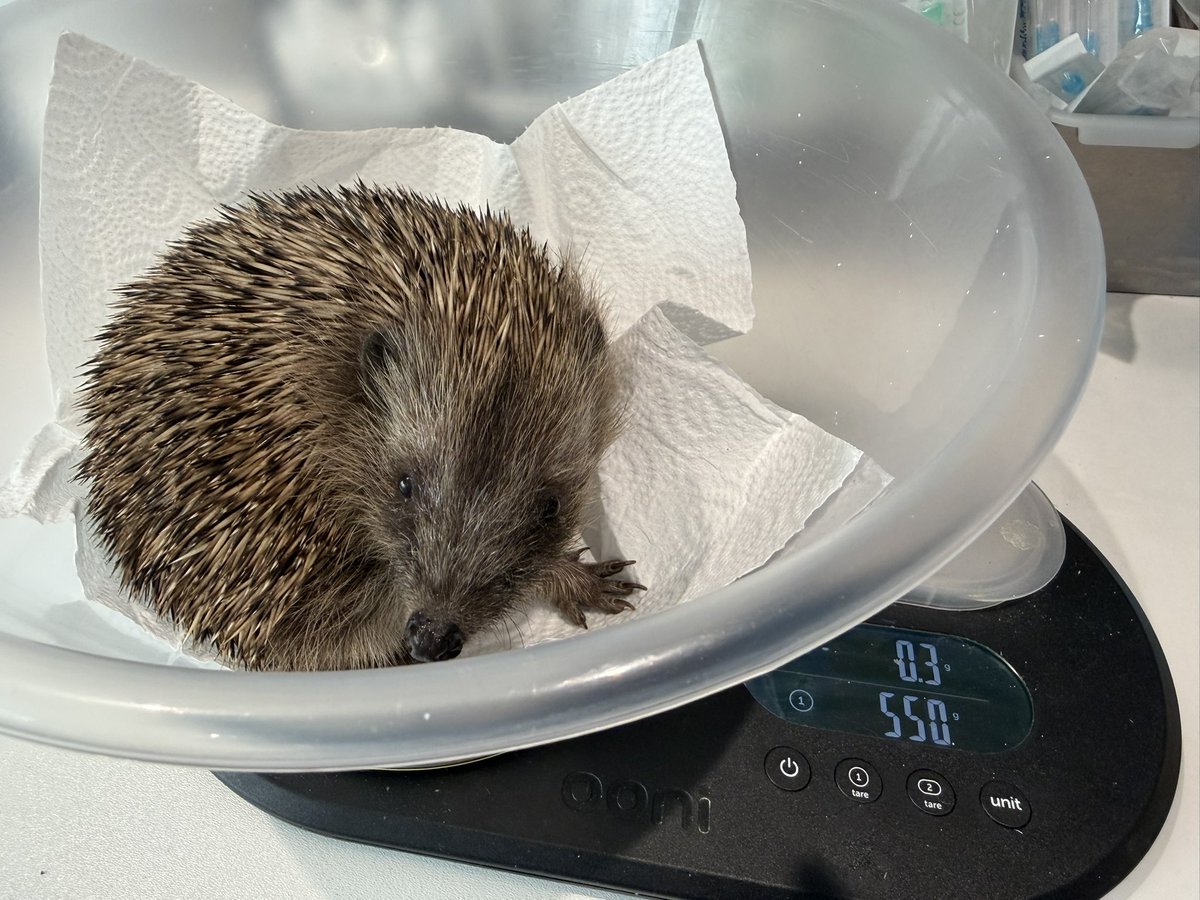 pricklelodge's tweet photo. This precious boy is Olly, I suspect he’s struggled through the winter &amp; forced to eat slugs as no natural food around. He’s emaciated, weak &amp; full of lungworm. I’ve been worried for this poor boy. PLEASE HELP, providing food&amp;water will help to save many precious lives #hedgehog https://t.co/s5o2M02UdP
