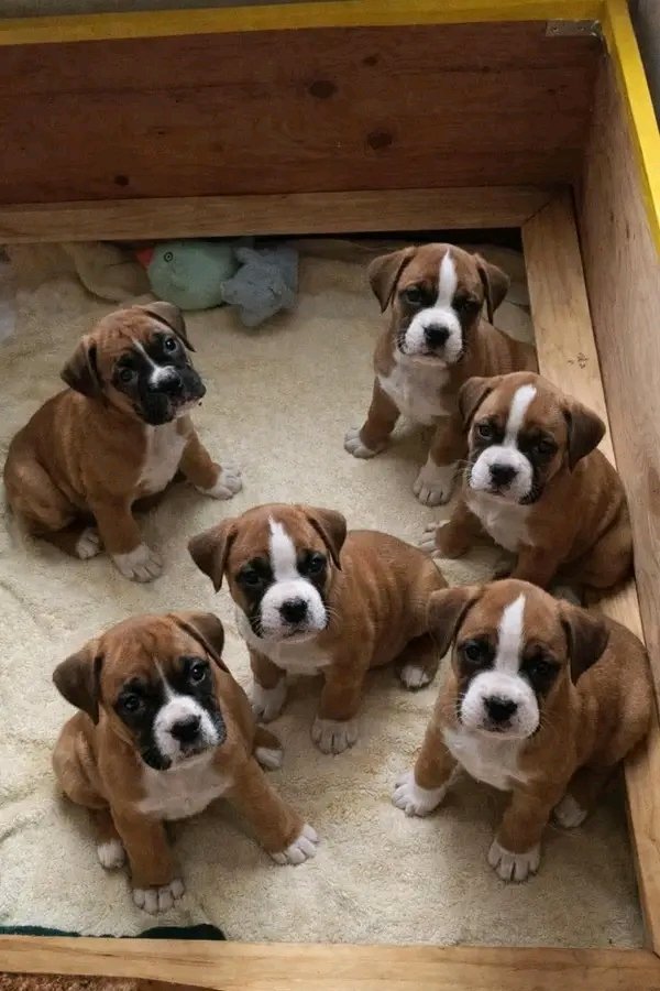 Boxer Heaven tweet media