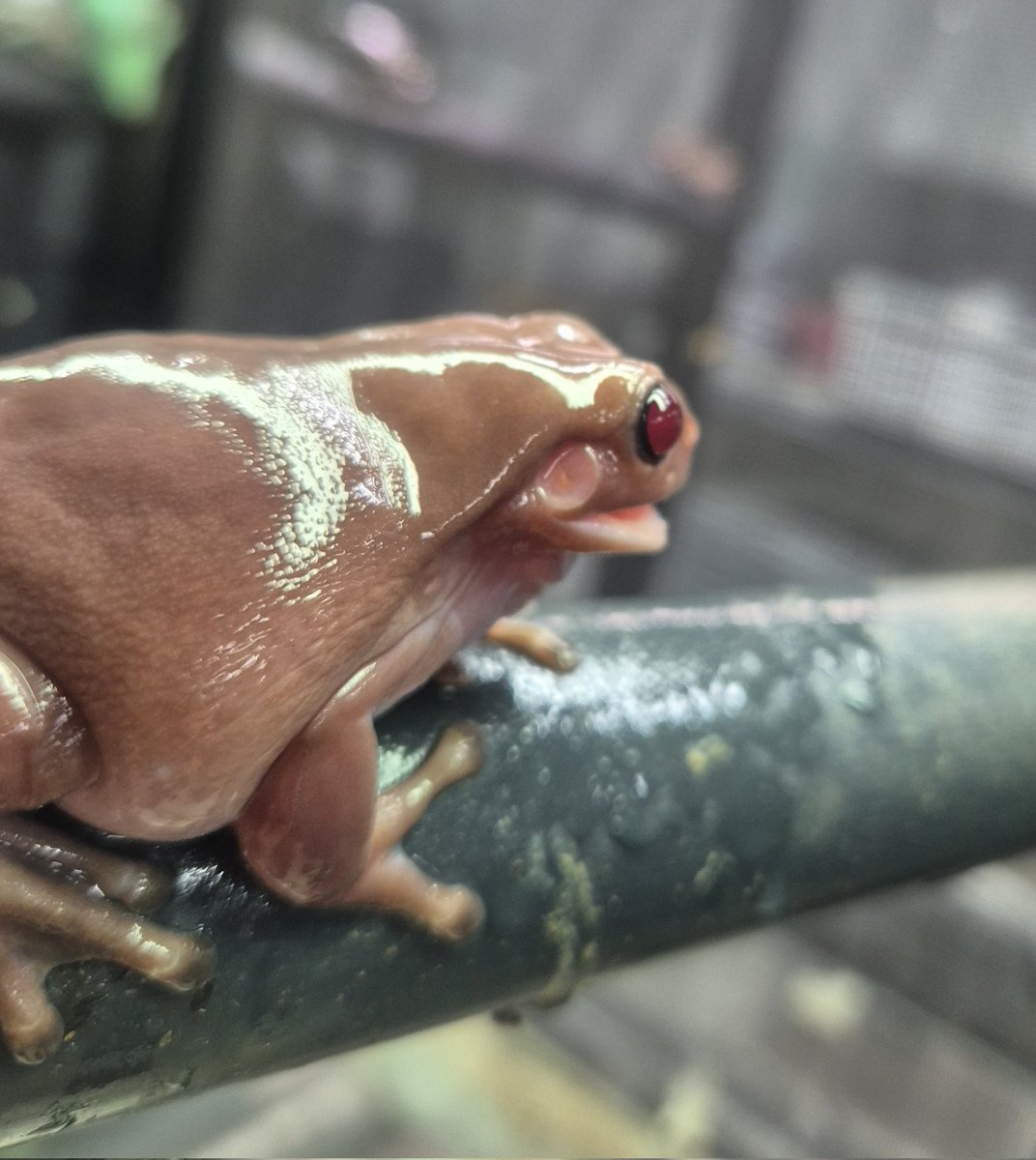 Red eyed White Tree frog