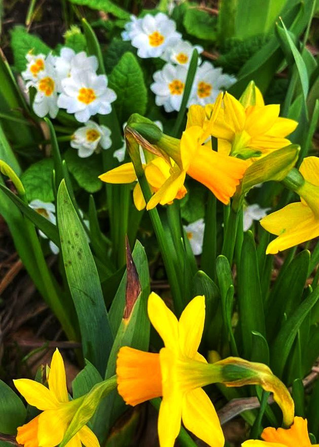frenchscotjeff's tweet photo. Starting from a certain age,
you just feel like dancing in a field of flowers.
#DailyFlowers
#wildflowers
#Flowersmakemehappy
#ColorADay #flowers #photohour #bloomscrolling #life #love https://t.co/dkMMzfJrIt