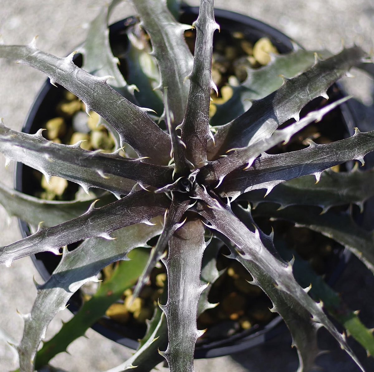 Dyckia 'Haven and Hell' × 'Rock' ディッキア・ヘブンアンド