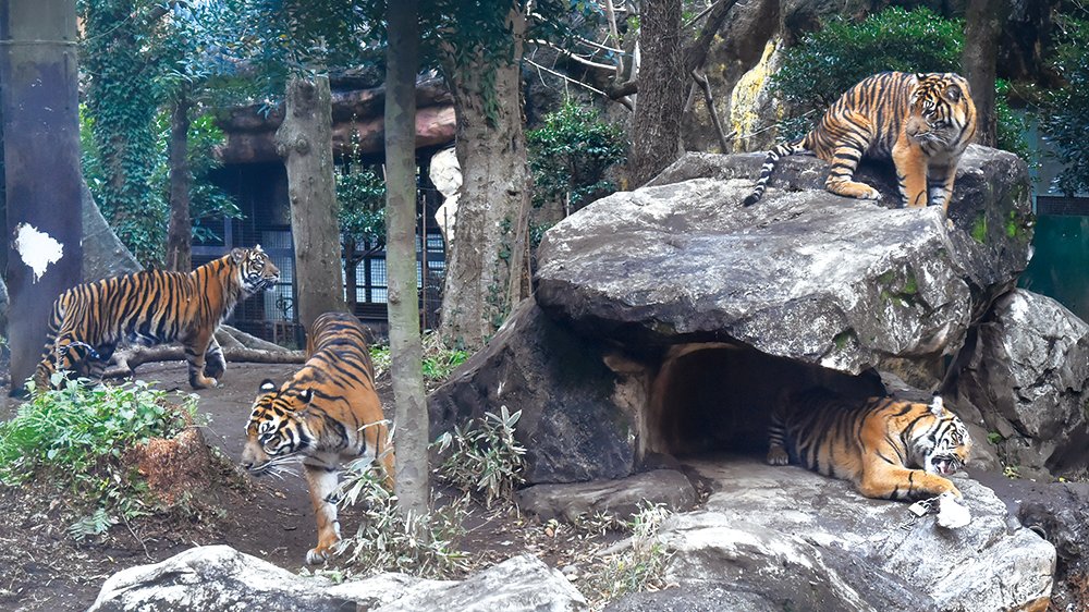 東京ズーネット［公式］ tweet media