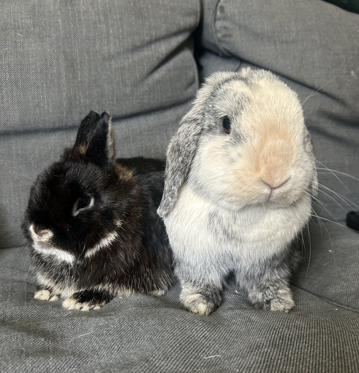 Bleakholt sanctuary farm and small animals. tweet media