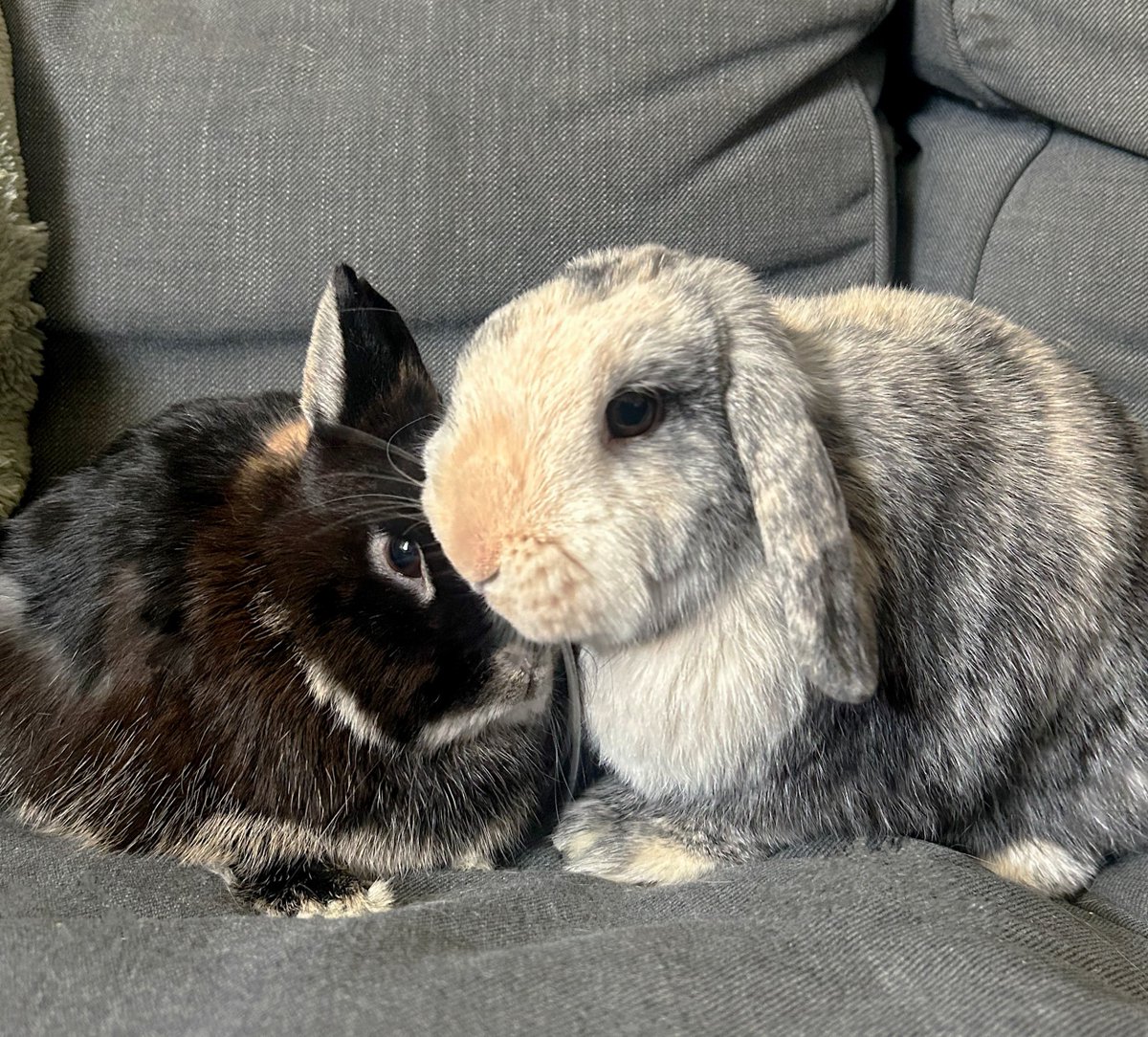 Bleakholt sanctuary farm and small animals. tweet media
