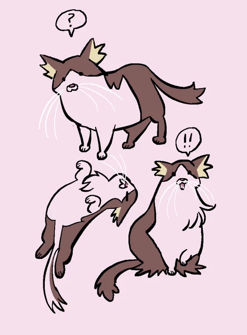 My cat is very shaped