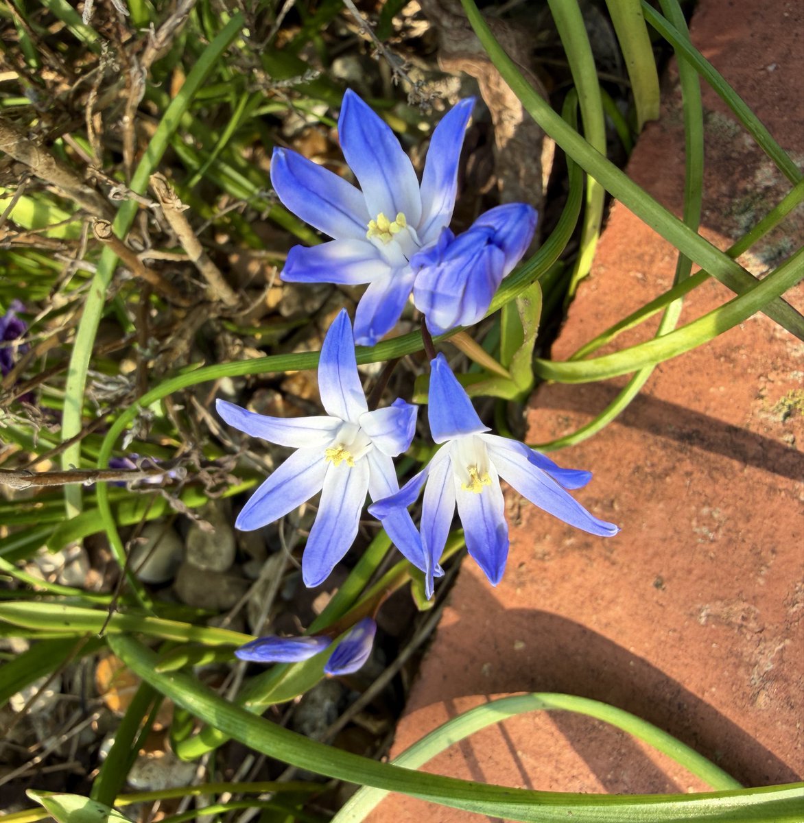 PotteringPolly's tweet image. Scilla siberica, also known as Siberian Squill, will seed themselves all around your garden. These have made their way under my lavender path. I constantly move the little bulbs to enjoy them elsewhere 🌿💙🌿💙🌿💙
#tuesdayblue #blueflowers #scilla