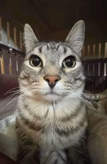 Feline⚠️🧪🐈Entity tweet media