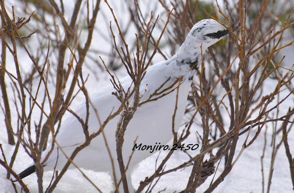 換羽が始まったオスライチョウ🐦 
栄養がたくさん必要🍙 まだ 食べ物が少ない季節