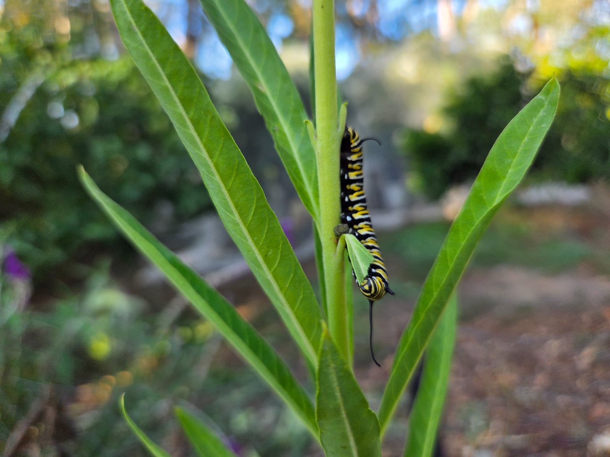 Monarch butterfly caterpillar munching a Swan plant.